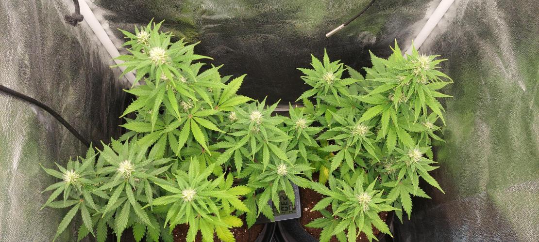 royal jack 2. grow. Week 6