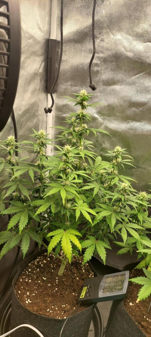 royal jack 2. grow. Week 6