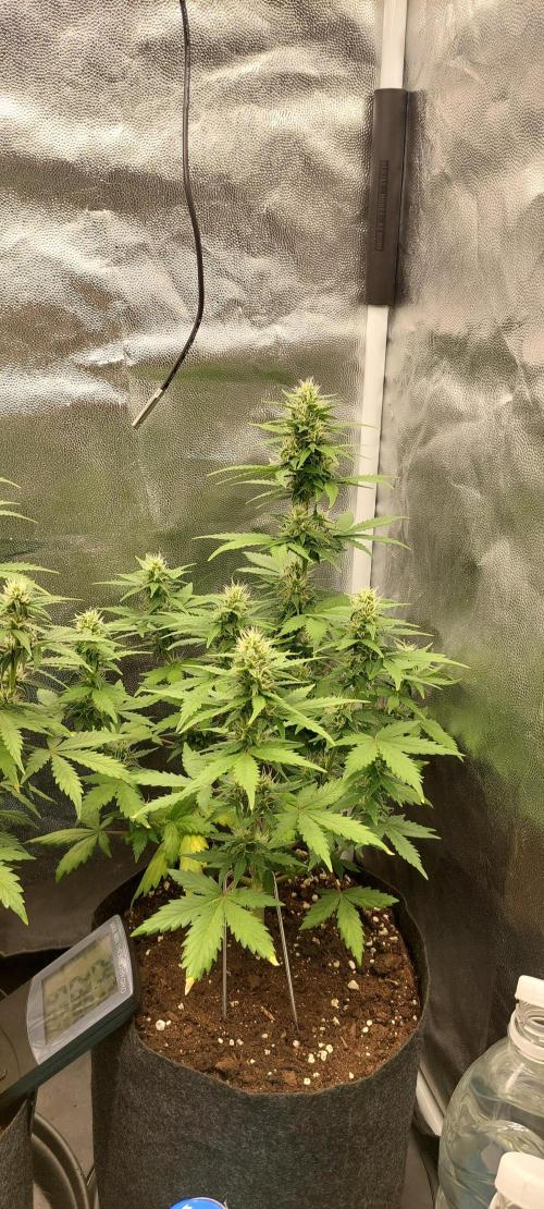 royal jack 2. grow. Week 6