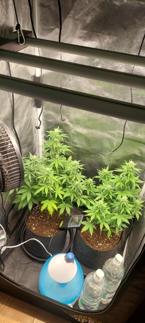 royal jack 2. grow. Week 6