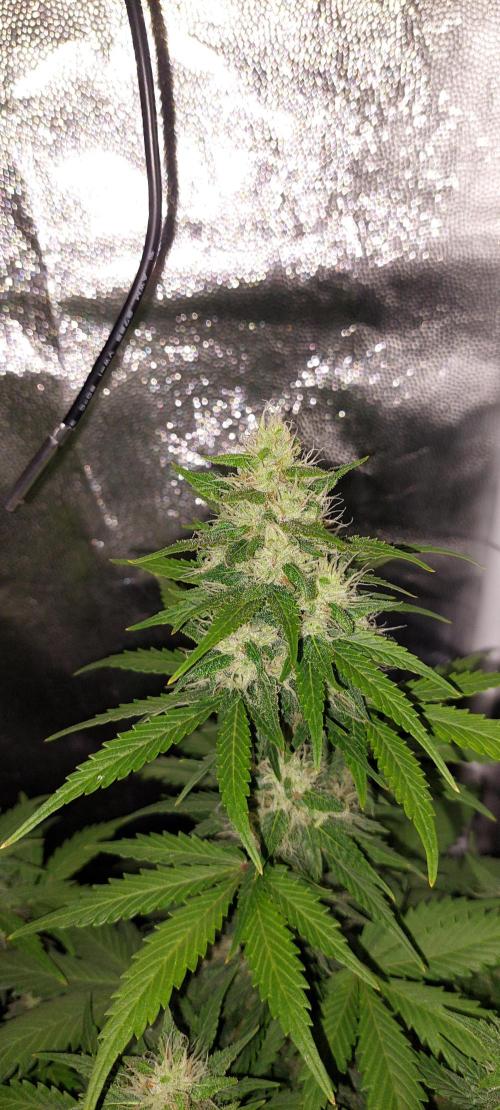 royal jack 2. grow. Week 7