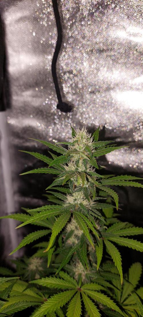 royal jack 2. grow. Week 7