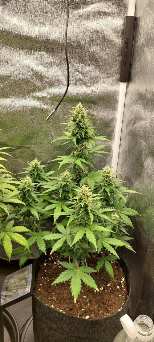 royal jack 2. grow. Week 7