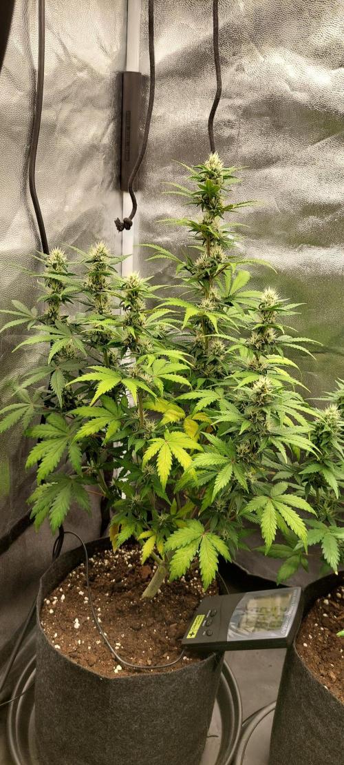 royal jack 2. grow. Week 7