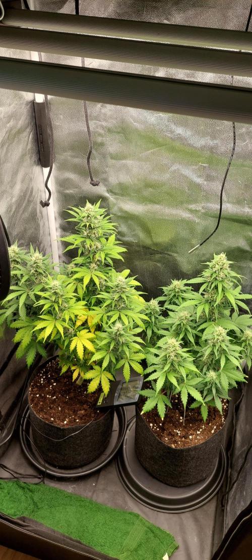 royal jack 2. grow. Week 7