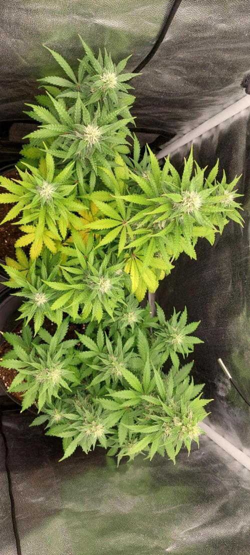 royal jack 2. grow. Week 7