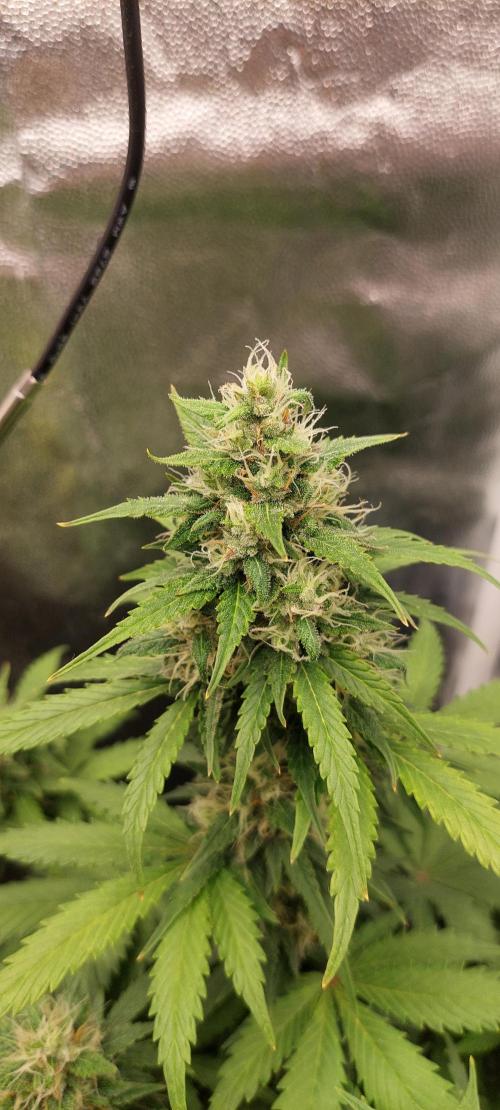 royal jack 2. grow. Week 7