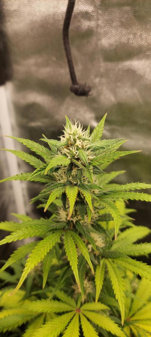 royal jack 2. grow. Week 7