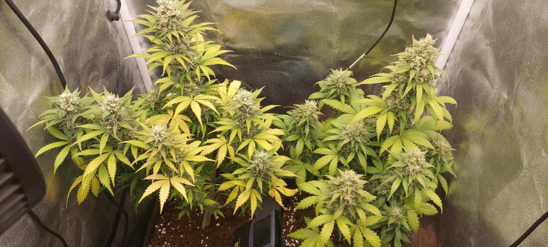 Probox Ecopro 60. Week 8