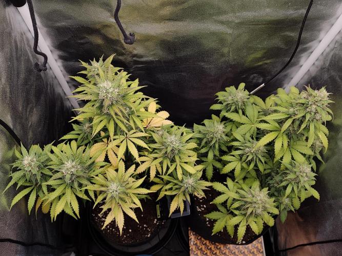 Probox Ecopro 60. Week 8