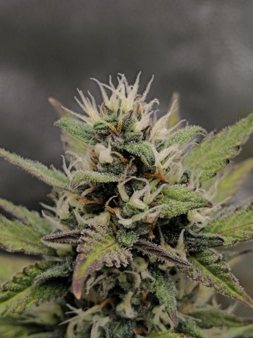 royal jack 2. grow. Week 8