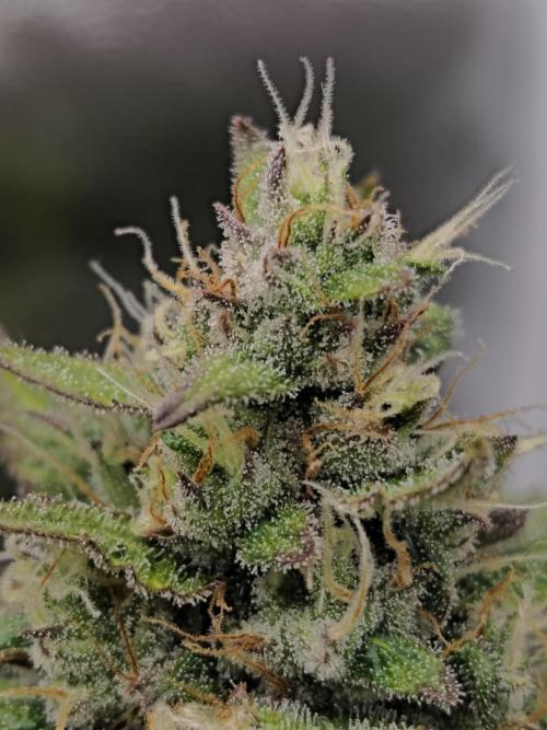royal jack 2. grow. Week 8