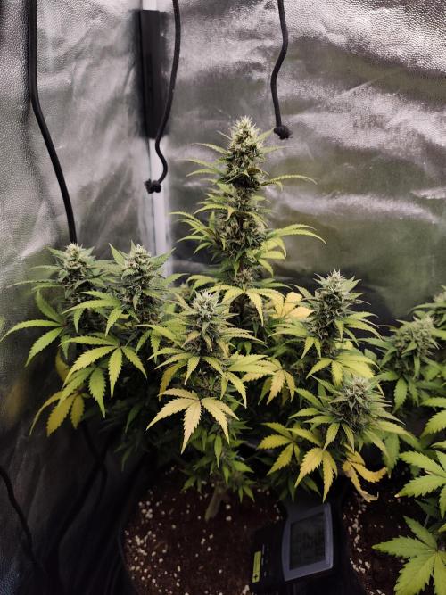 royal jack 2. grow. Week 8
