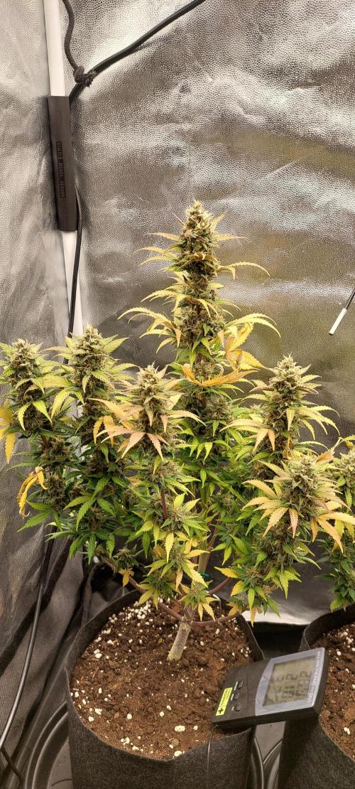 royal jack 2. grow. Week 9