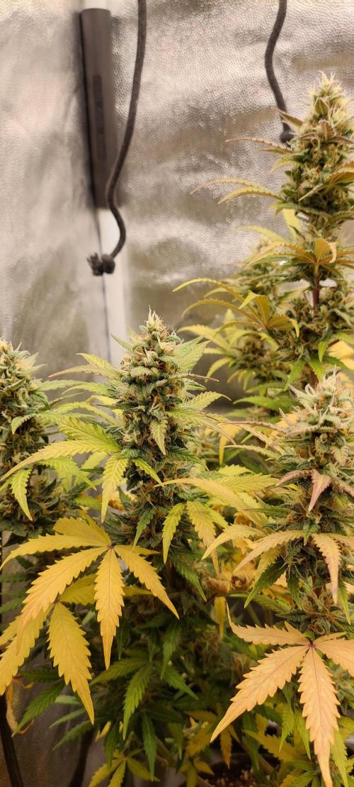royal jack 2. grow. Week 9