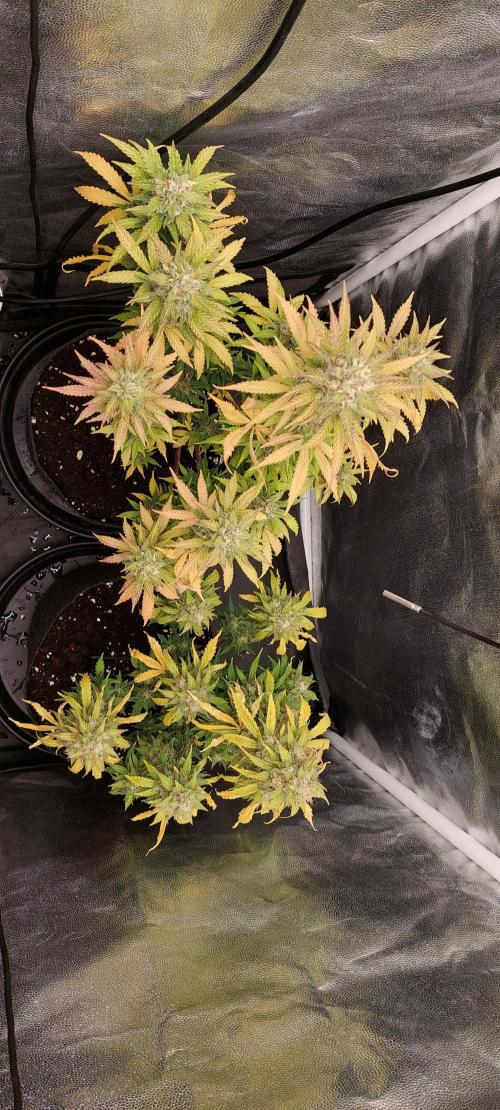 royal jack 2. grow. Week 9