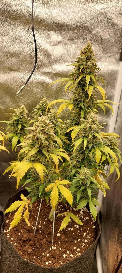 royal jack 2. grow. Week 9