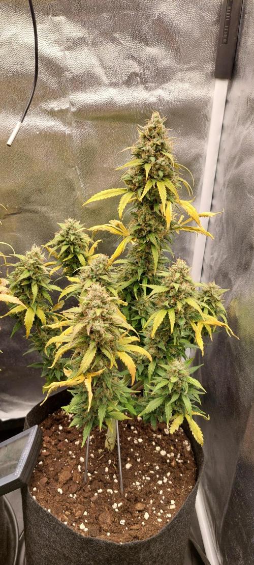 royal jack 2. grow. Week 9