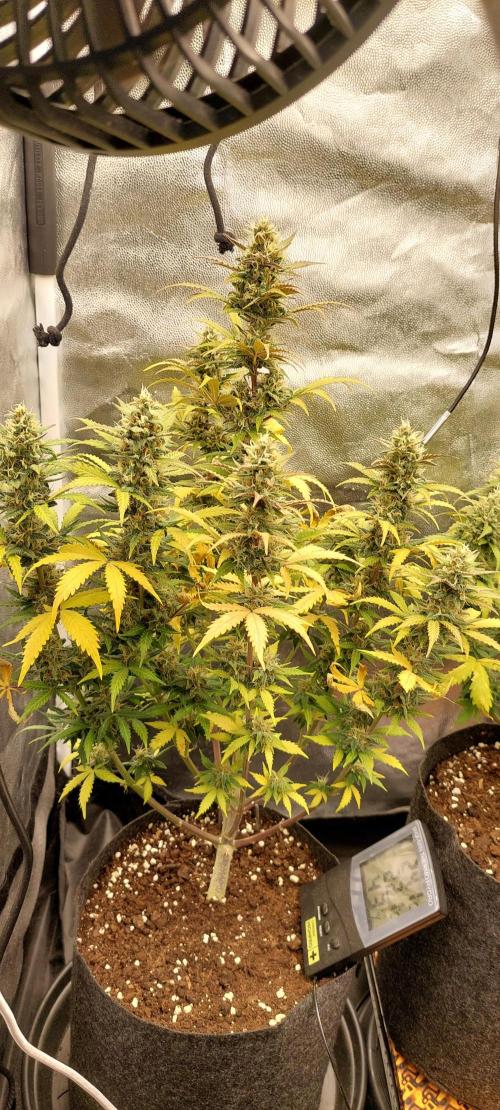 royal jack 2. grow. Week 9