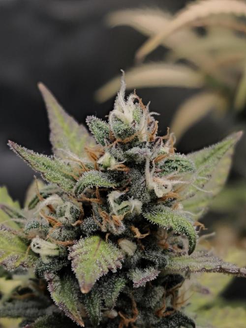 royal jack 2. grow. Week 9
