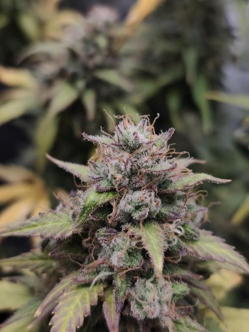 royal jack 2. grow. Week 9