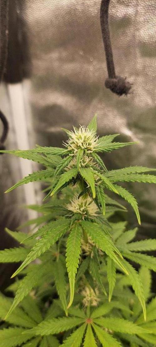 royal jack 2. grow. Week 6