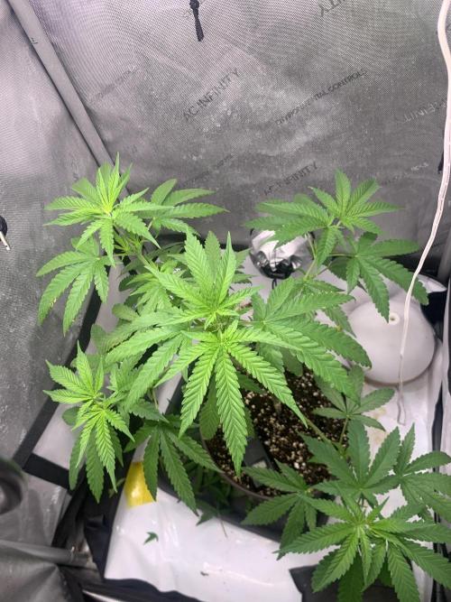 Gorilla Girl F1 Fast Version. Week 1