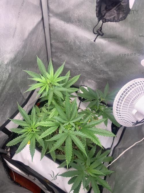 Gorilla Girl F1. Week 1 - Third day 12/12