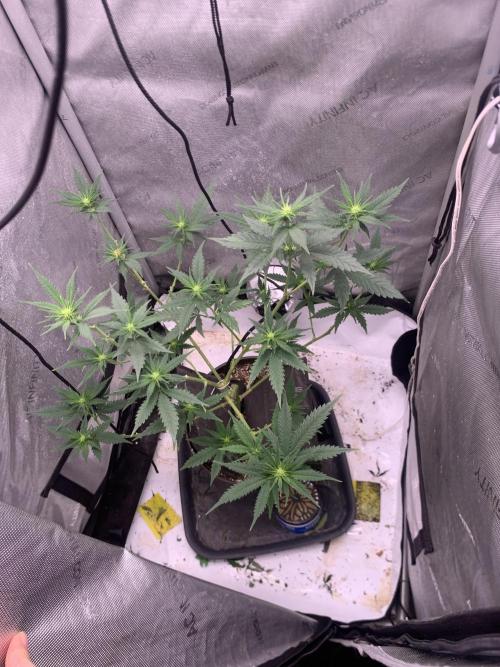 Gorilla Girl F1. Week 2