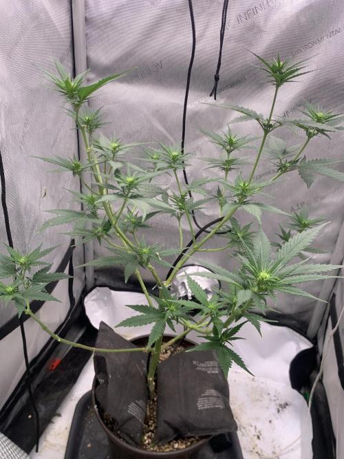 Gorilla Girl F1. Week 2