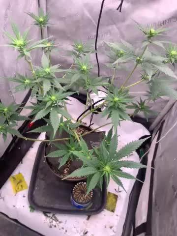 Gorilla Girl F1
