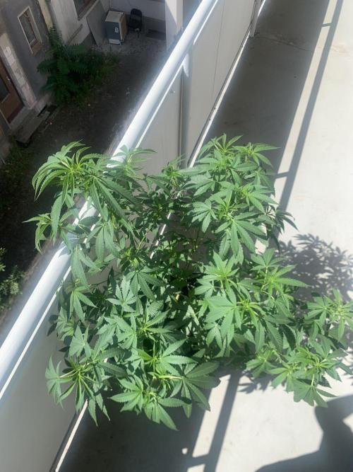 Studio Cherry Outdoor Grow. Week 21