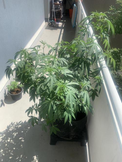 Studio Cherry Outdoor Grow. Week 21