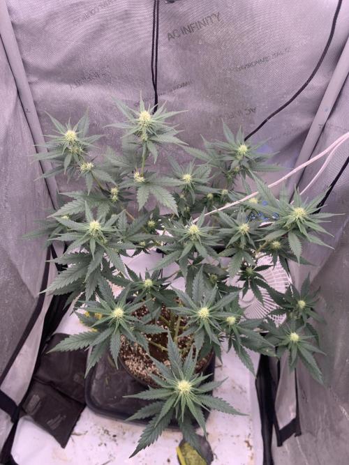 Gorilla Girl F1. Week 2 - Day 16-17