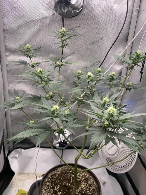 Gorilla Girl F1. Week 2 - Day 16-17
