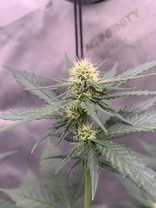 Gorilla Girl F1. Week 2 - Day 16-17