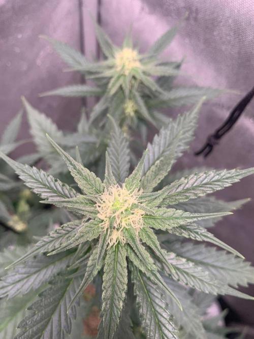 Gorilla Girl F1. Week 3 - Nice sugar leafs
