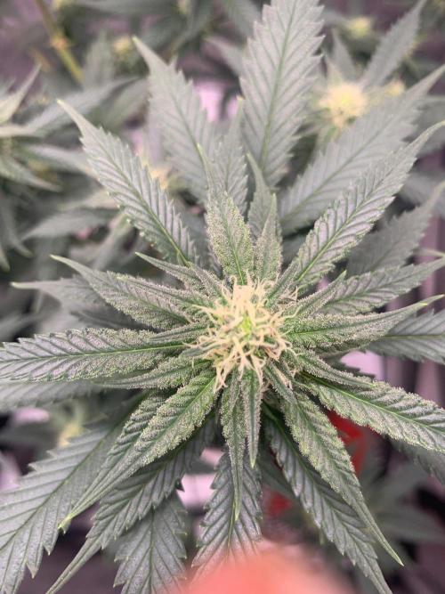 Gorilla Girl F1. Week 3