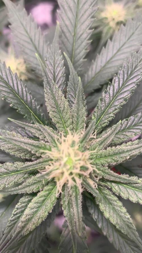 Gorilla Girl F1