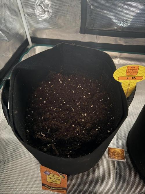 oss ccg projekt. Week 0 - Samen hat sich geöffnet.
Samen wurde 0,6 cm tief in die Erde gesteckt.