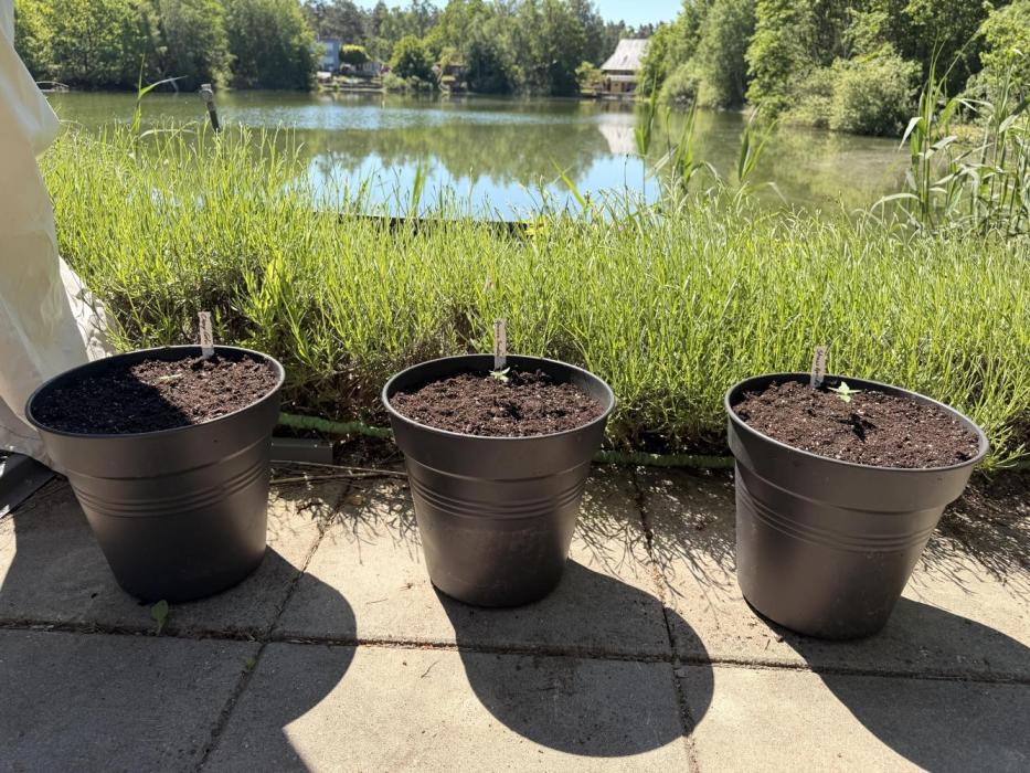 FastBuds (Autos) easy Outdoor. Week 1 - Start Vegi 💚