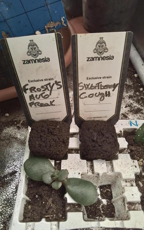 Frosty’s auto freak. Week 0 - Germination en plus Root riot 