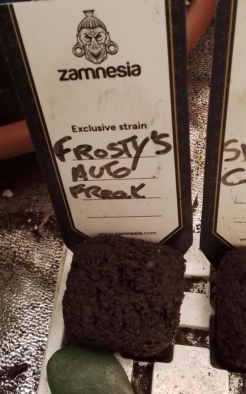 Frosty's Auto Freak. Week 0