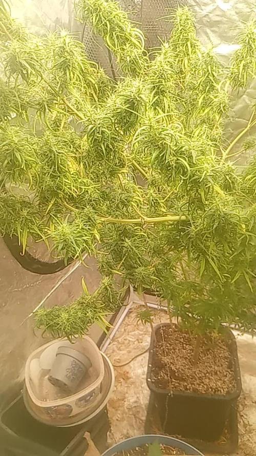 Kerala chelakutti india.