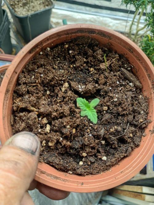 freaks auto frosty's. Week 0 - lebanese snow auto 