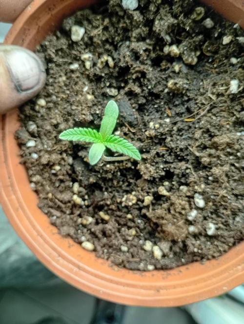 freaks auto frosty's. Week 0 - lebanese snow auto 