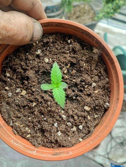 freaks auto frosty's. Week 0 - wappa auto 