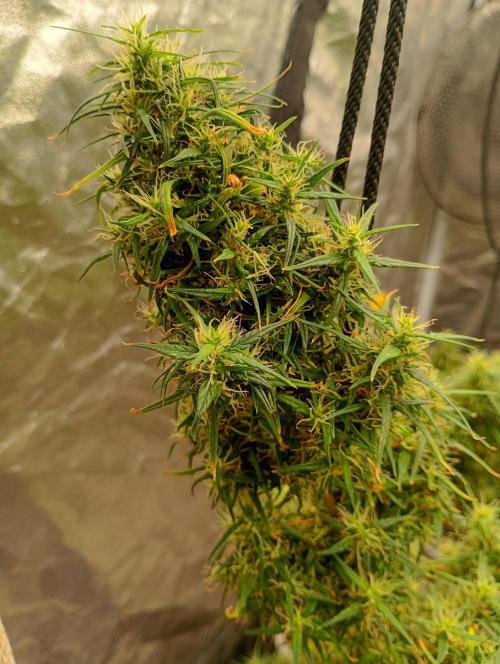 Kerala chelakutti india.. Week 19