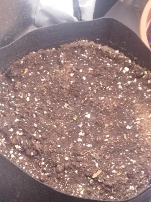 1. fast Buds Auto. Week 0 - Keimung geglückt 