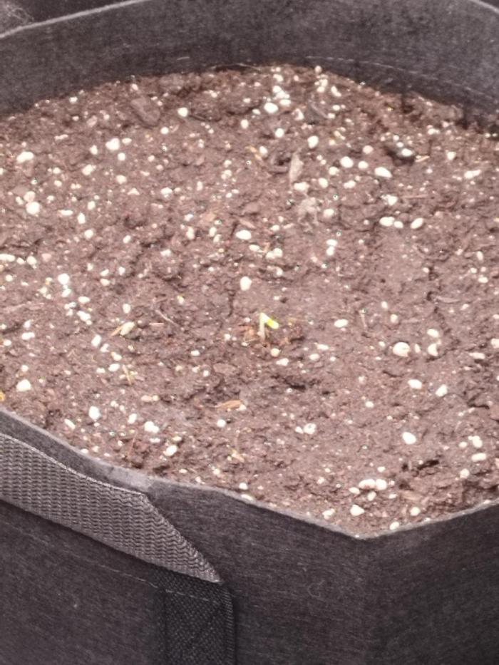 1. Ganja Farmer Auto. Week 0